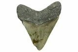 Serrated, Fossil Megalodon Tooth - North Carolina #351753-1